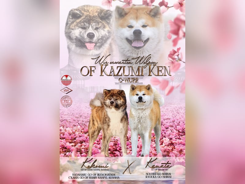 Akita- Welpen - C- Wurf - aus VDH-Zucht - verfügbar