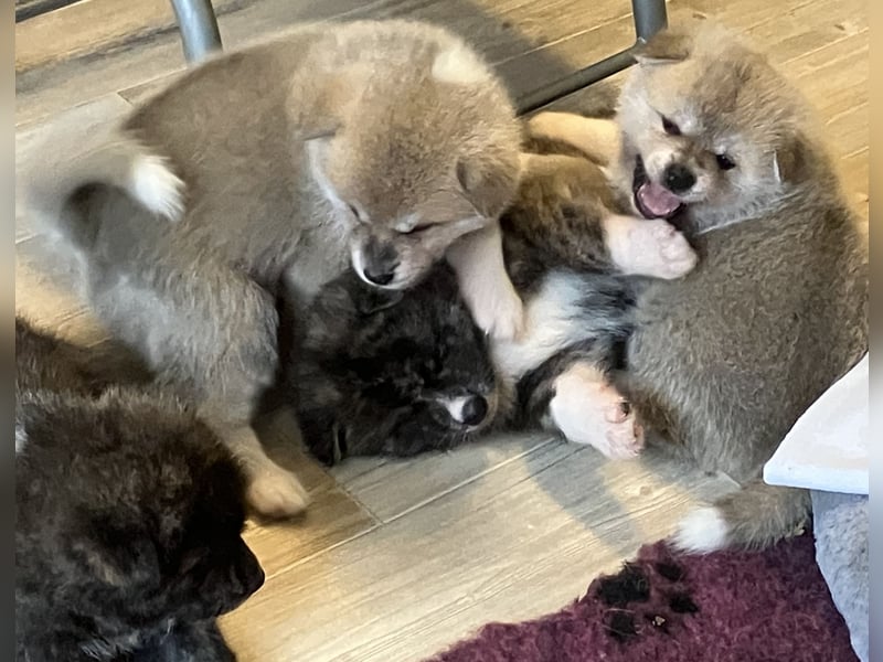 Akita- Welpen - C- Wurf - aus VDH-Zucht - verfügbar