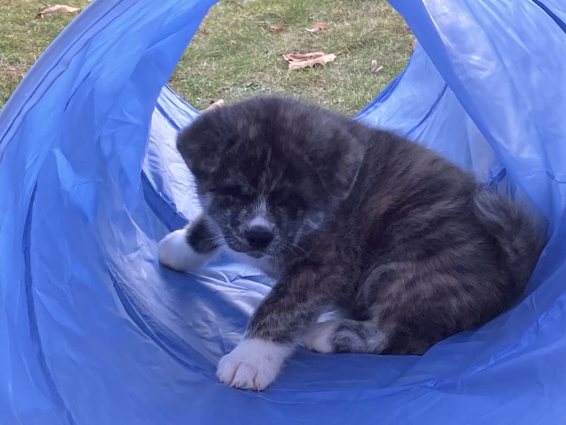 Akita- Welpen - C- Wurf - noch 2 Welpen verfügbar - VDH/AC -