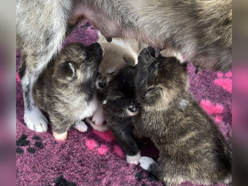 Akita- Welpen - C- Wurf - aus VDH-Zucht - verfügbar