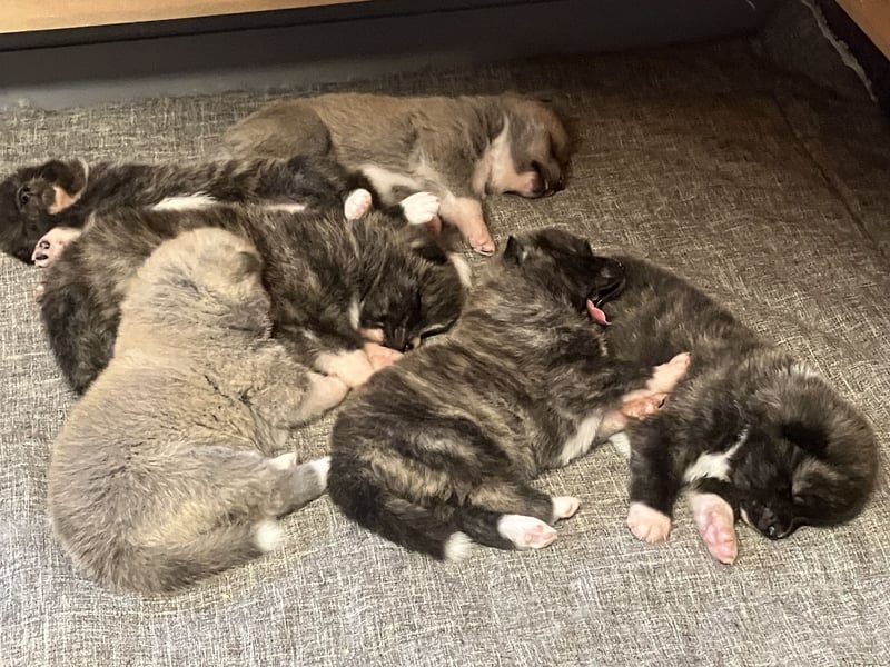 Akita- Welpen - C- Wurf - aus VDH-Zucht - verfügbar