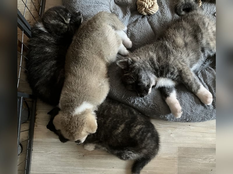 Akita- Welpen - C- Wurf - aus VDH-Zucht - verfügbar