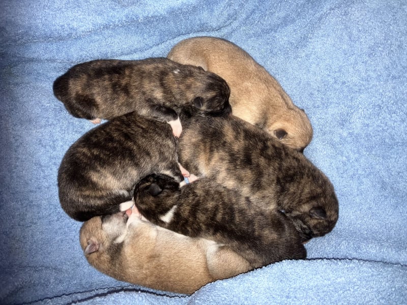 Akita- Welpen - C- Wurf - aus VDH-Zucht - verfügbar