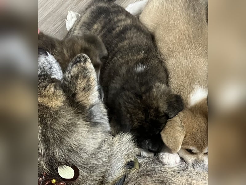 Brindel Akita Welpe - weibl. - aus VDH- Zucht ist wieder frei!