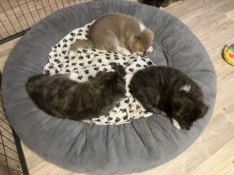 Akita- Welpen - C- Wurf - aus VDH-Zucht - verfügbar