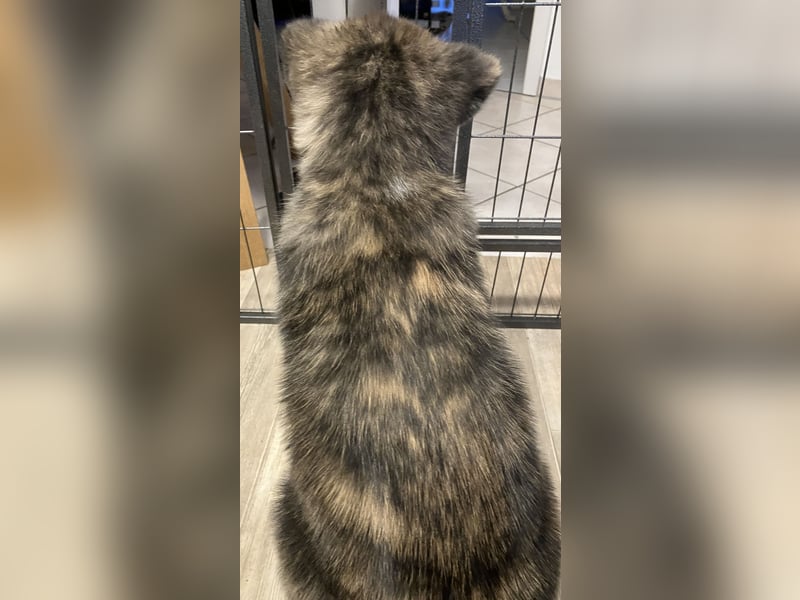 Brindel Akita Welpe - weibl. - aus VDH- Zucht ist wieder frei!