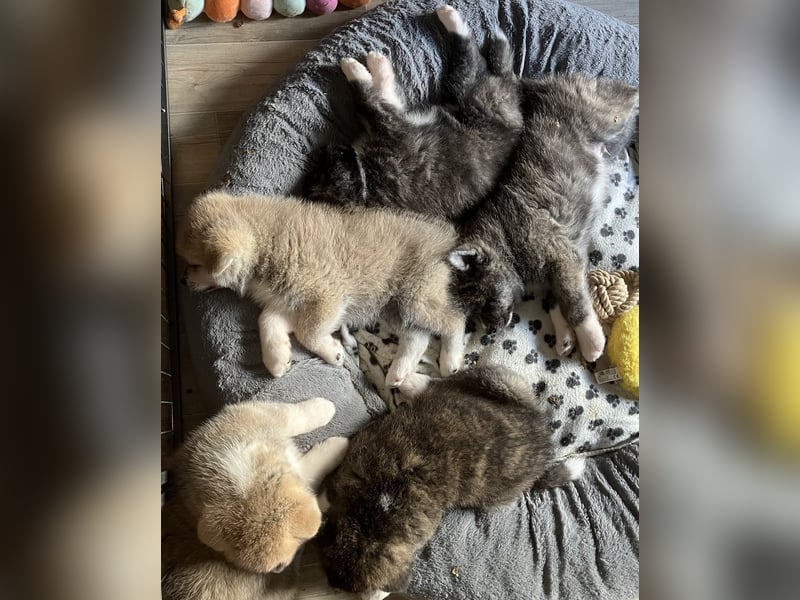 Akita- Welpen - C- Wurf - aus VDH-Zucht - verfügbar