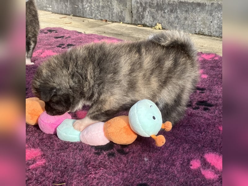 Akita- Welpen - C- Wurf - aus VDH-Zucht - verfügbar