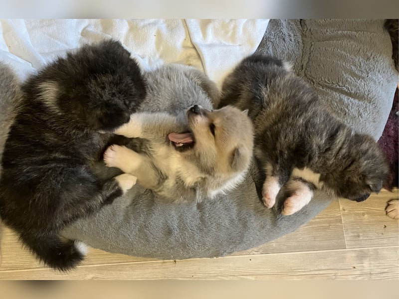 Akita- Welpen - C- Wurf - aus VDH-Zucht - verfügbar