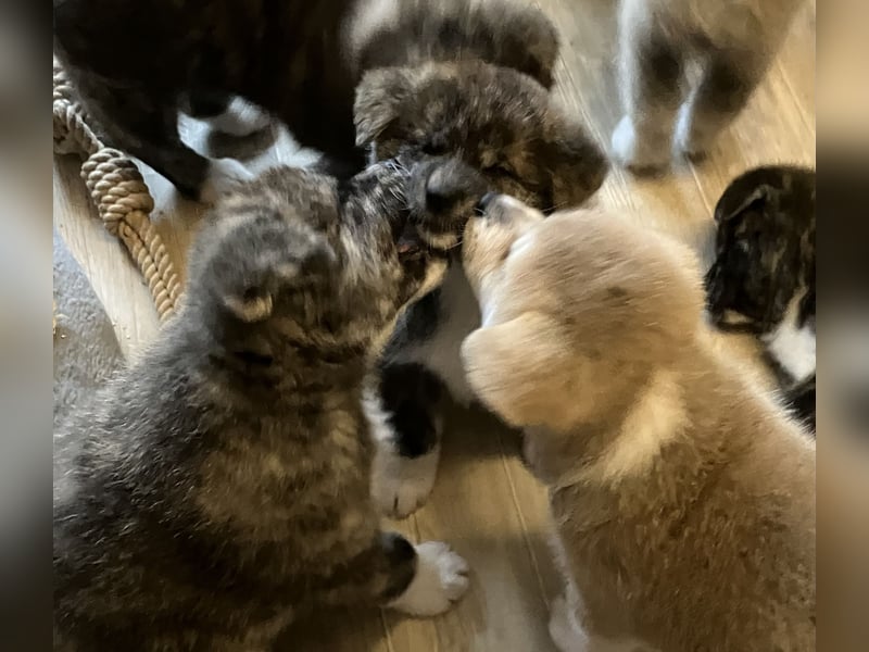 Akita- Welpen - C- Wurf - noch 2 Welpen verfügbar - VDH/AC -