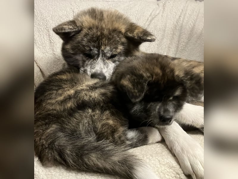 Brindel Akita Welpe - weibl. - aus VDH- Zucht ist wieder frei!