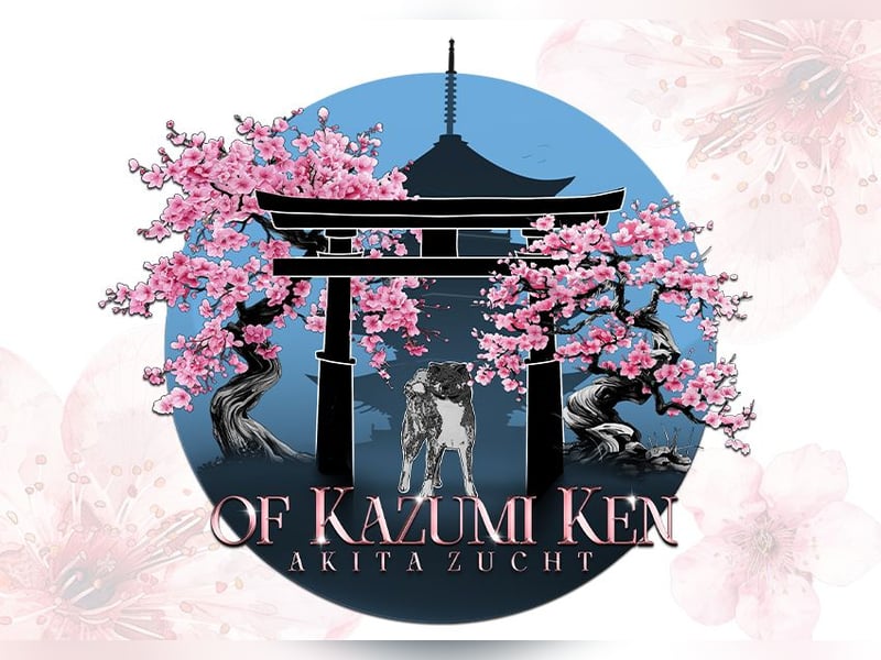 Akita- Welpen - C- Wurf - aus VDH-Zucht - verfügbar