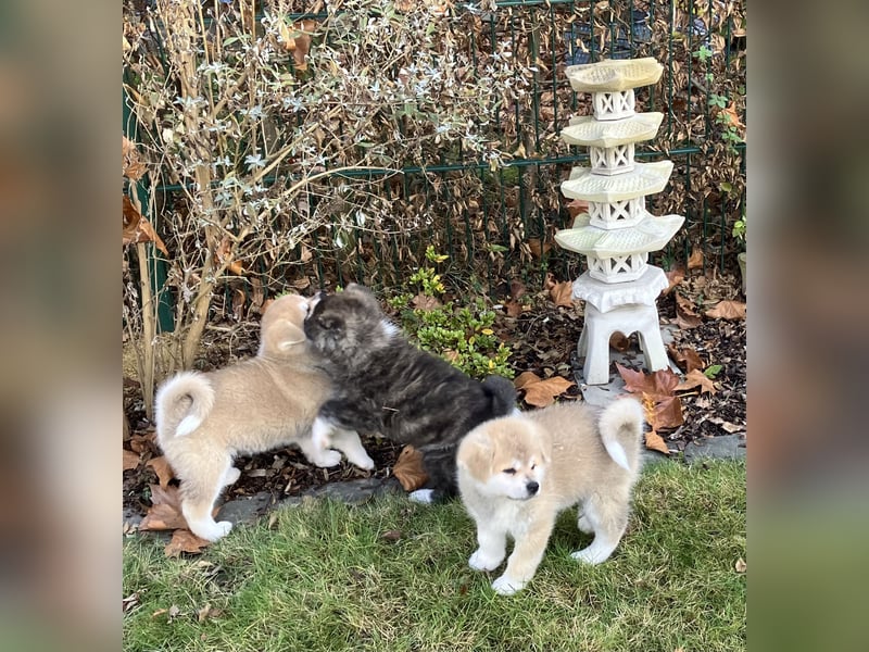 Akita- Welpen - C- Wurf - noch 2 Welpen verfügbar - VDH/AC -