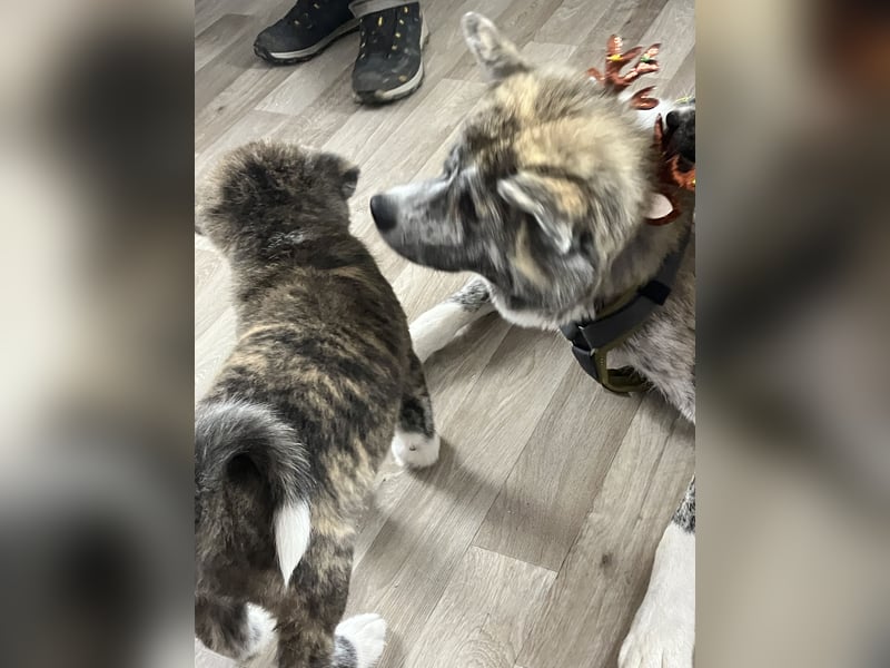 Brindel Akita Welpe - weibl. - aus VDH- Zucht ist wieder frei!