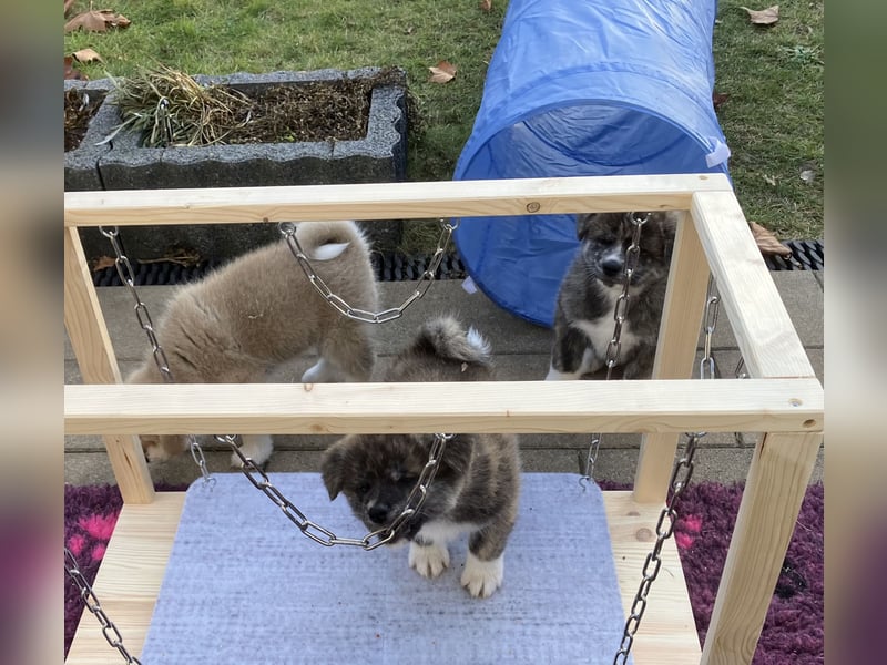 Akita- Welpen - C- Wurf - noch 2 Welpen verfügbar - VDH/AC -