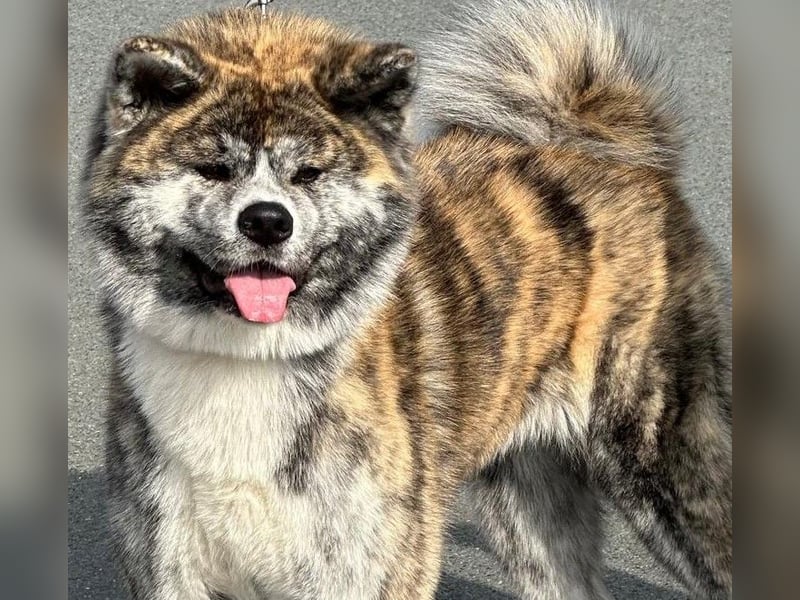 Akita- Welpen - C- Wurf - aus VDH-Zucht - verfügbar