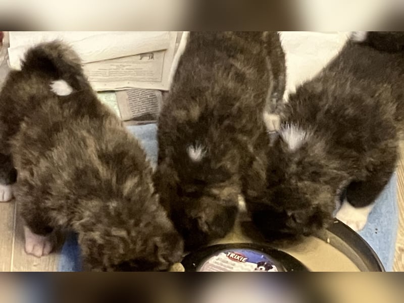 Akita- Welpen - C- Wurf - aus VDH-Zucht - verfügbar