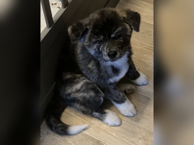 Brindel Akita Welpe - weibl. - aus VDH- Zucht ist wieder frei!