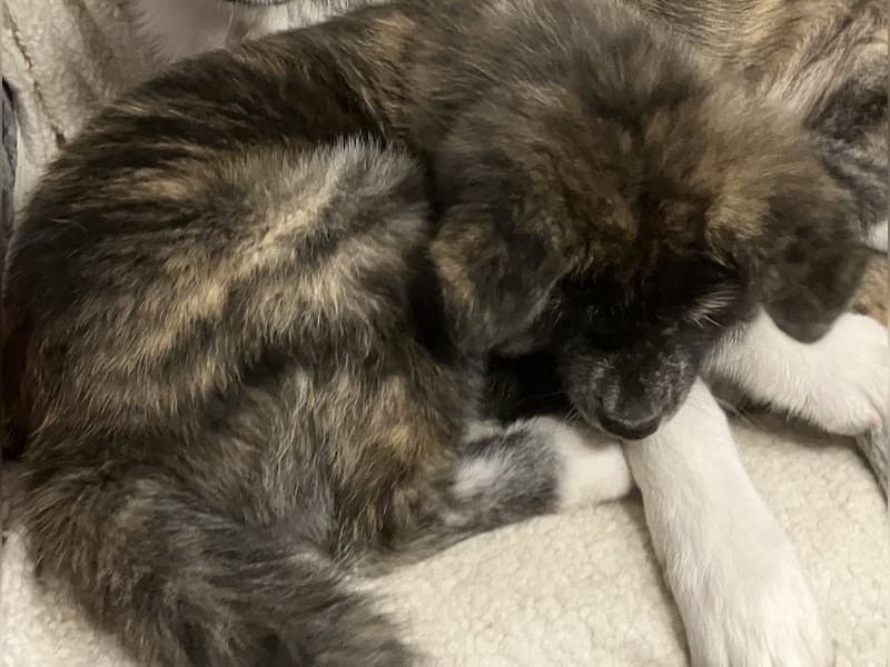 Brindel Akita Welpe - weibl. - aus VDH- Zucht ist wieder frei!