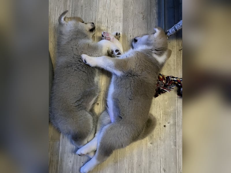 Akita- Welpen - C- Wurf - noch 2 Welpen verfügbar - VDH/AC -