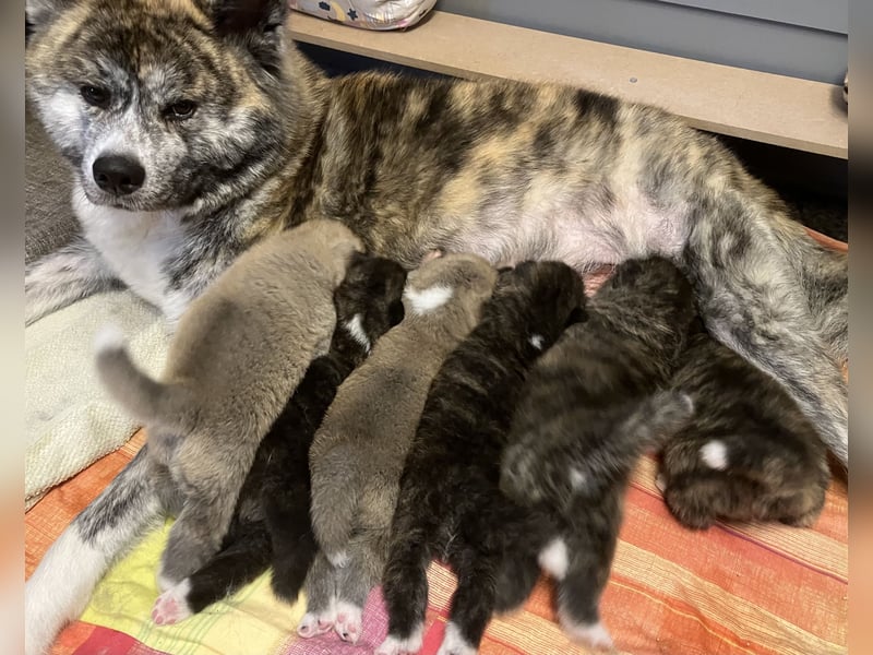 Akita- Welpen - C- Wurf - aus VDH-Zucht - verfügbar