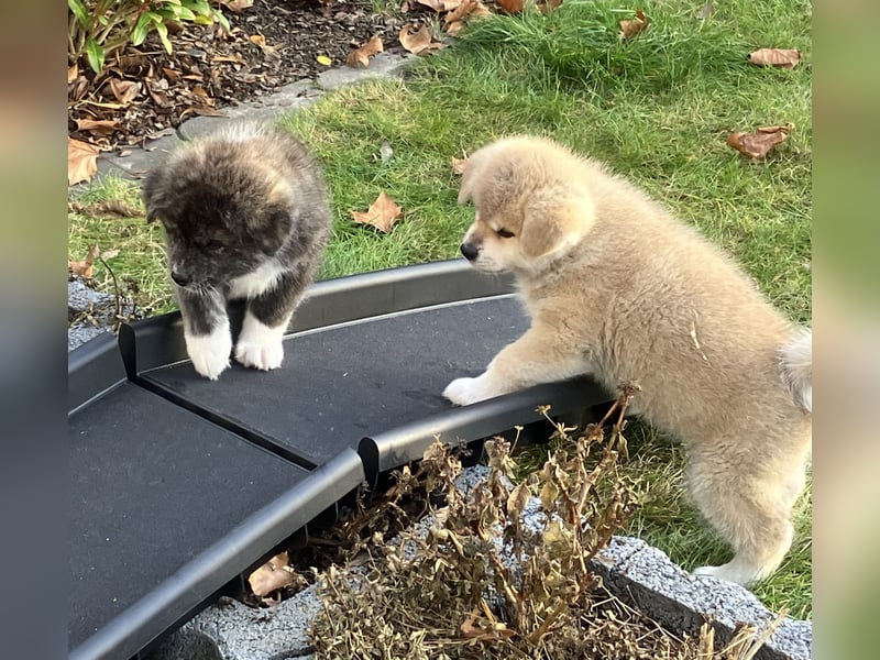 Akita- Welpen - C- Wurf - noch 2 Welpen verfügbar - VDH/AC -
