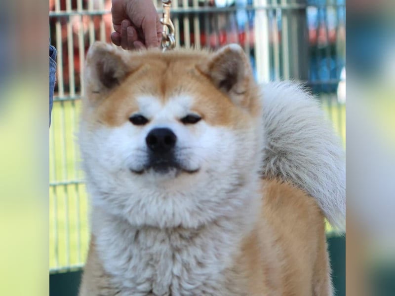 Akita- Welpen - C- Wurf - aus VDH-Zucht - verfügbar