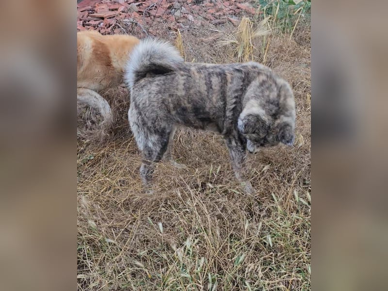 Akita Inu FCI weiblich