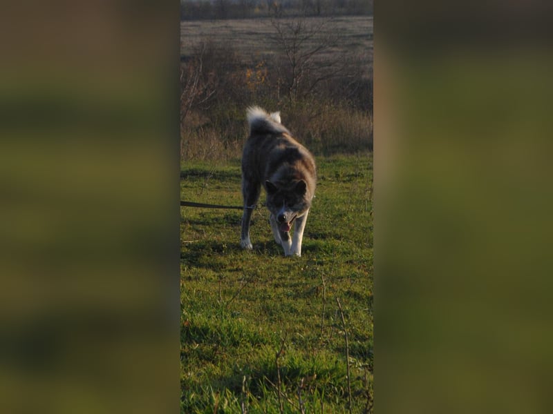 Akita Inu FCI weiblich