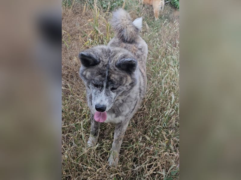 Akita Inu FCI weiblich