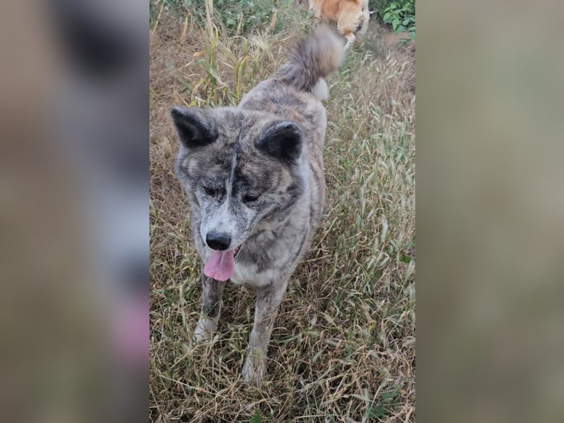 Akita Inu FCI weiblich