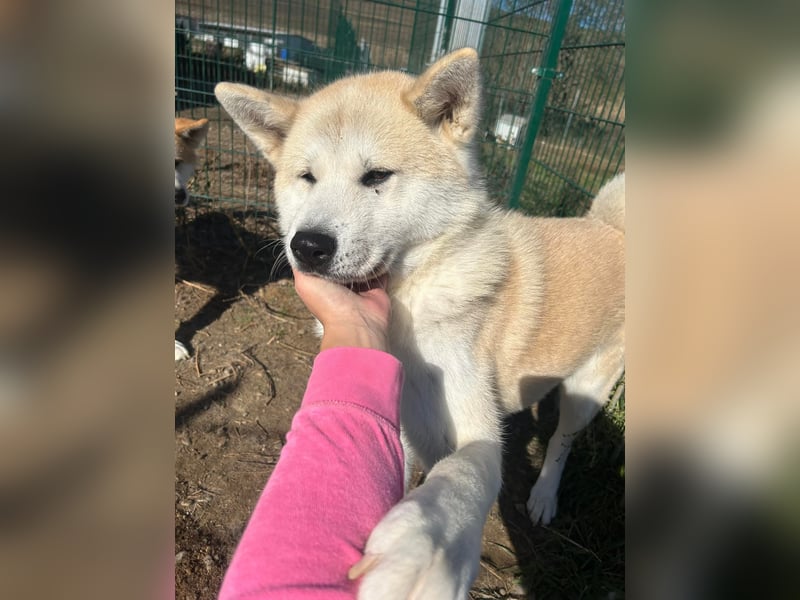 Aky- wunderschöne Akita Hündin