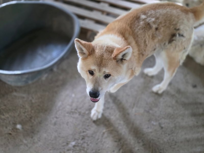 Yna - wunderschönes Akitamädchen