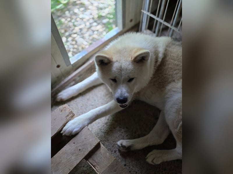 Aky- wunderschöne Akita Hündin