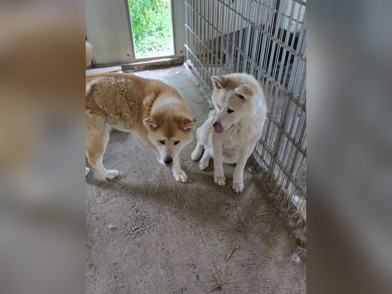 Yna - wunderschönes Akitamädchen