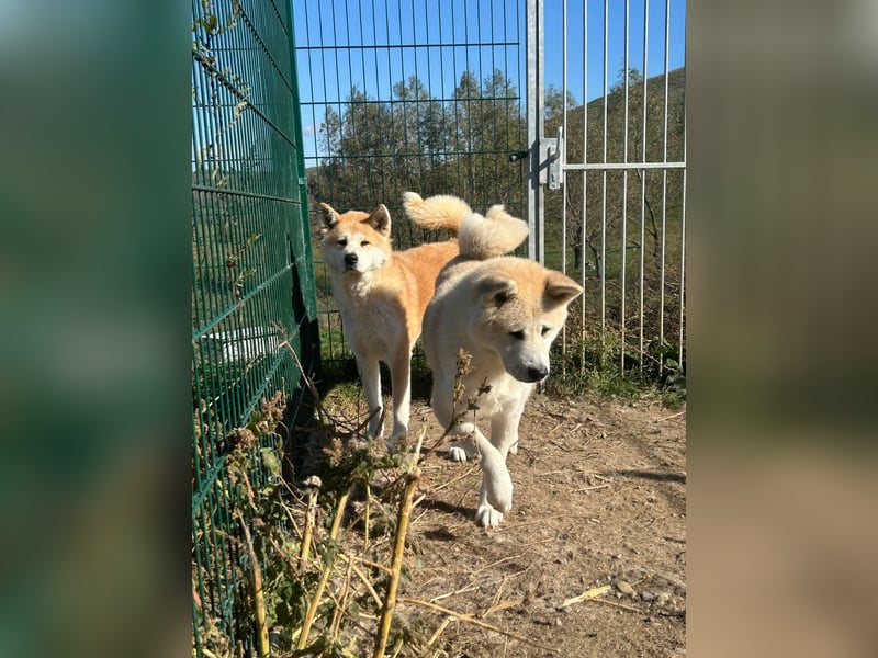 Yna - wunderschönes Akitamädchen