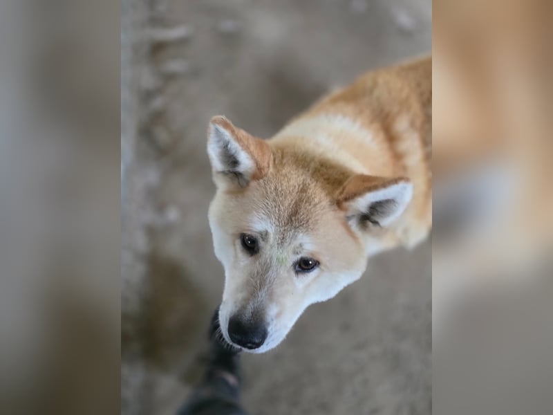 Yna - wunderschönes Akitamädchen