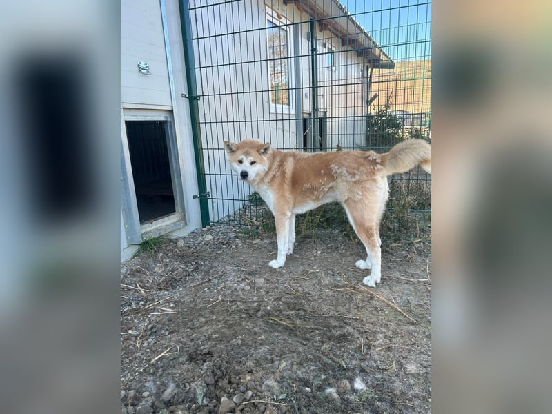 Yna - wunderschönes Akitamädchen