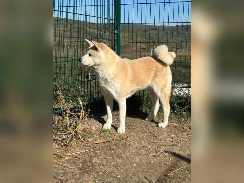 Yna - wunderschönes Akitamädchen