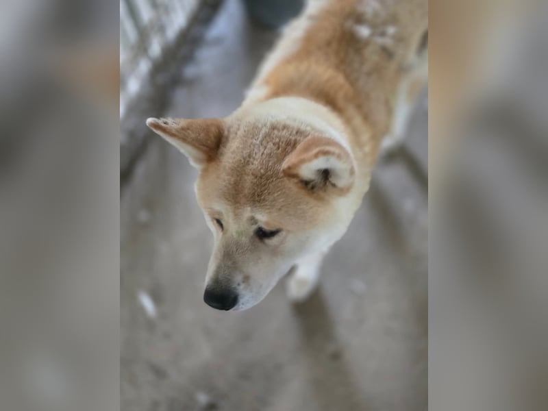 Yna - wunderschönes Akitamädchen