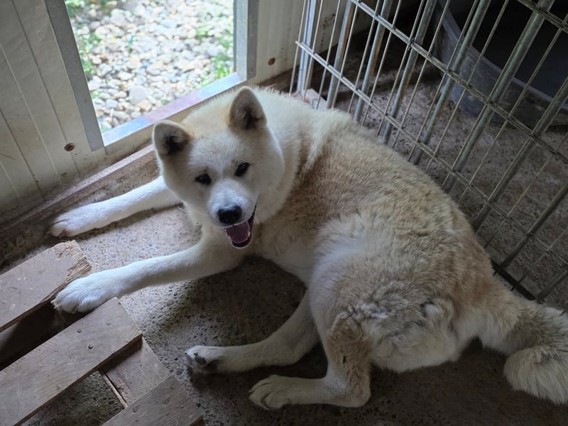 Aky- wunderschöne Akita Hündin