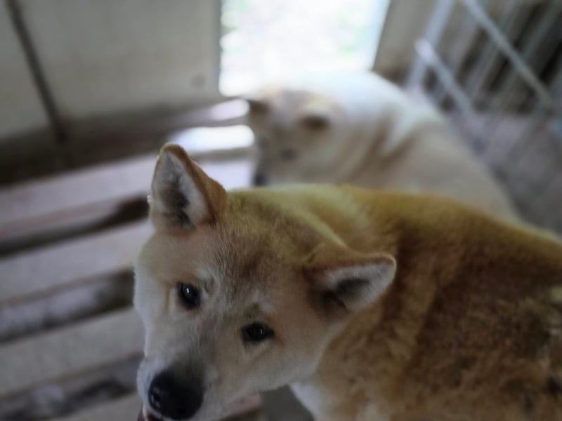 Yna - wunderschönes Akitamädchen