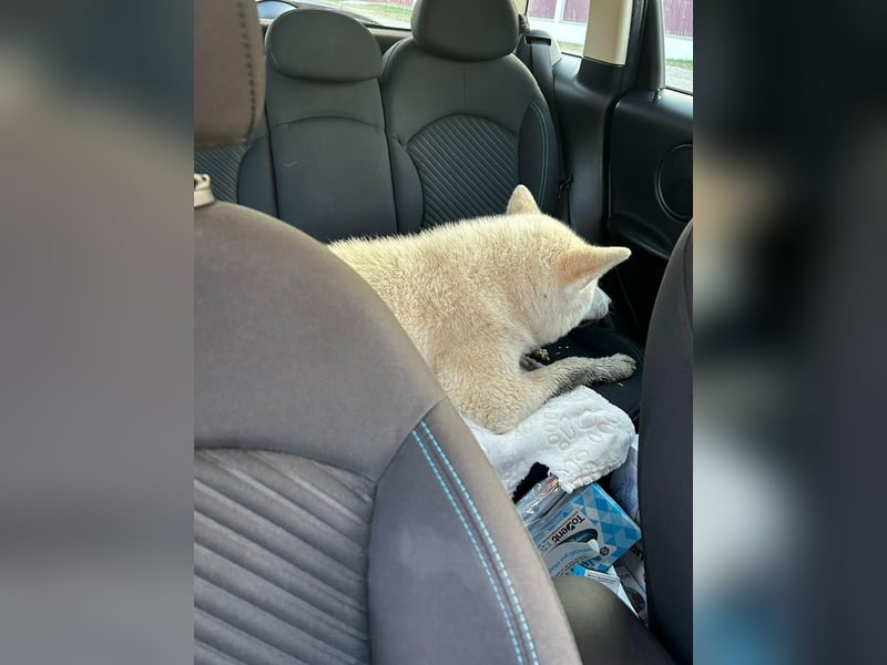 Aky- wunderschöne Akita Hündin