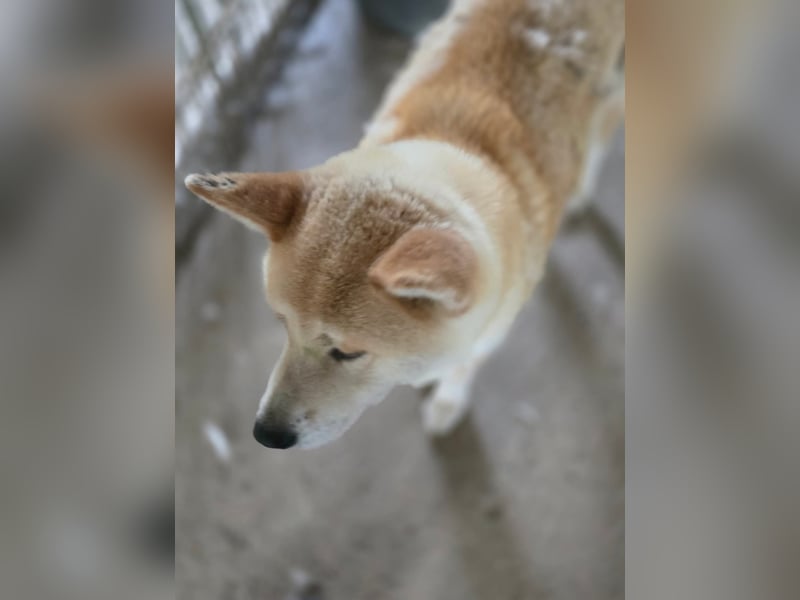 Yna - wunderschönes Akitamädchen