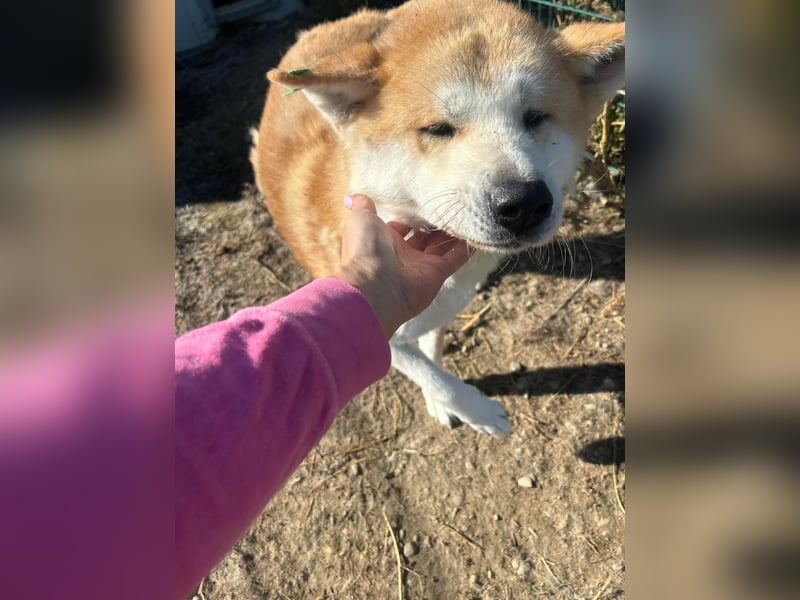 Yna - wunderschönes Akitamädchen