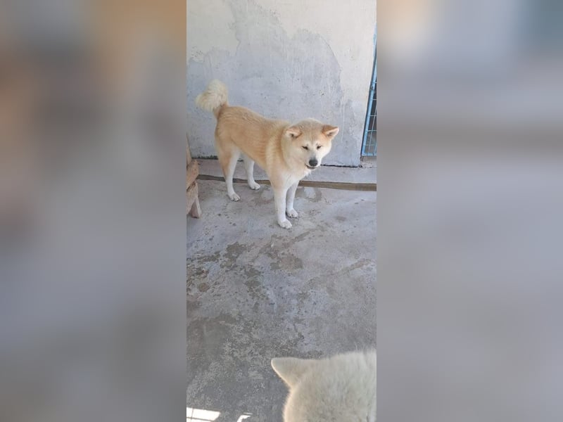 Yna - wunderschönes Akitamädchen