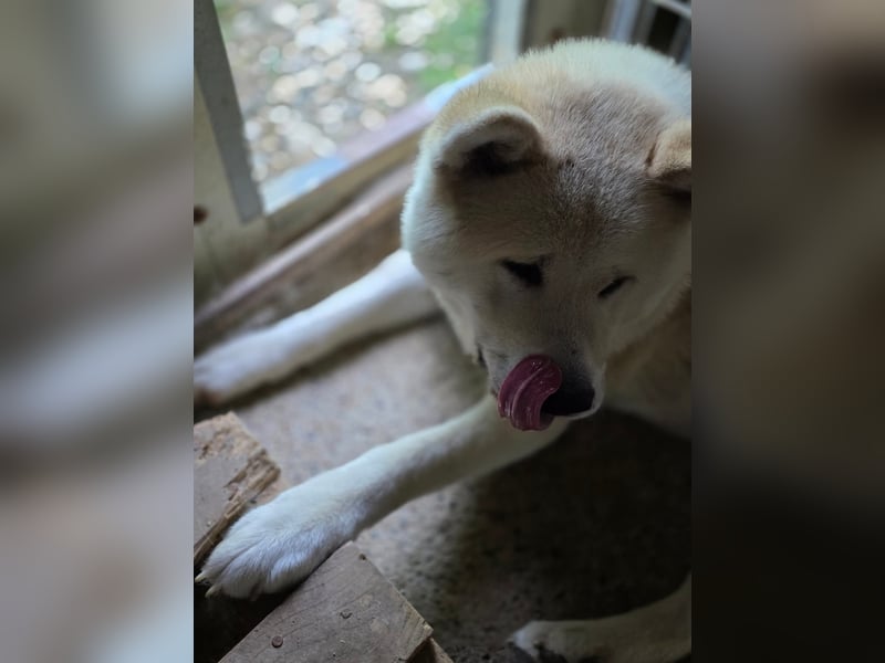 Aky- wunderschöne Akita Hündin