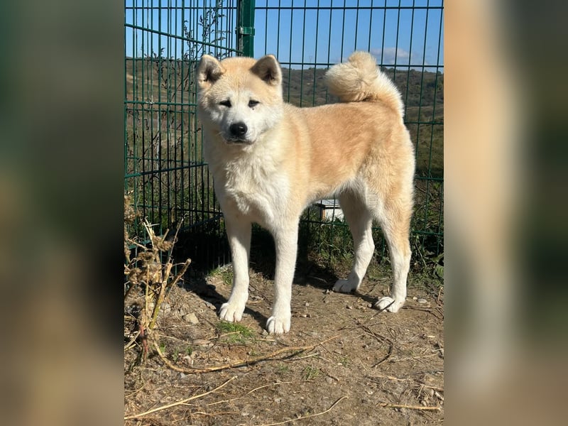 Aky- wunderschöne Akita Hündin
