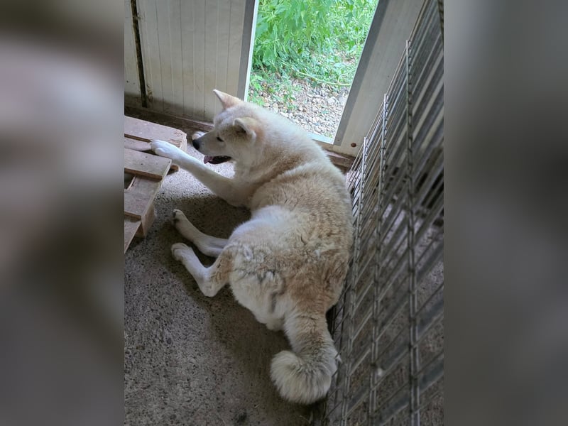 Aky- wunderschöne Akita Hündin