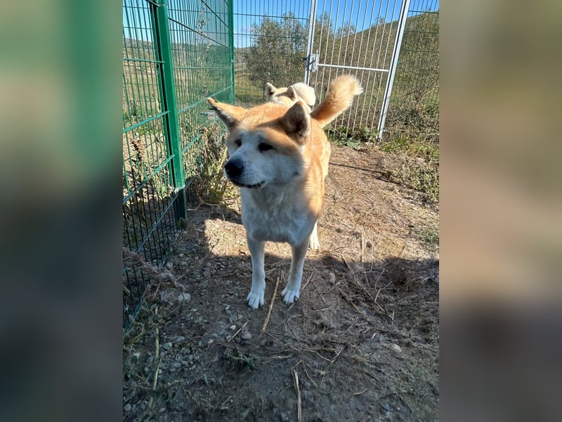 Yna - wunderschönes Akitamädchen